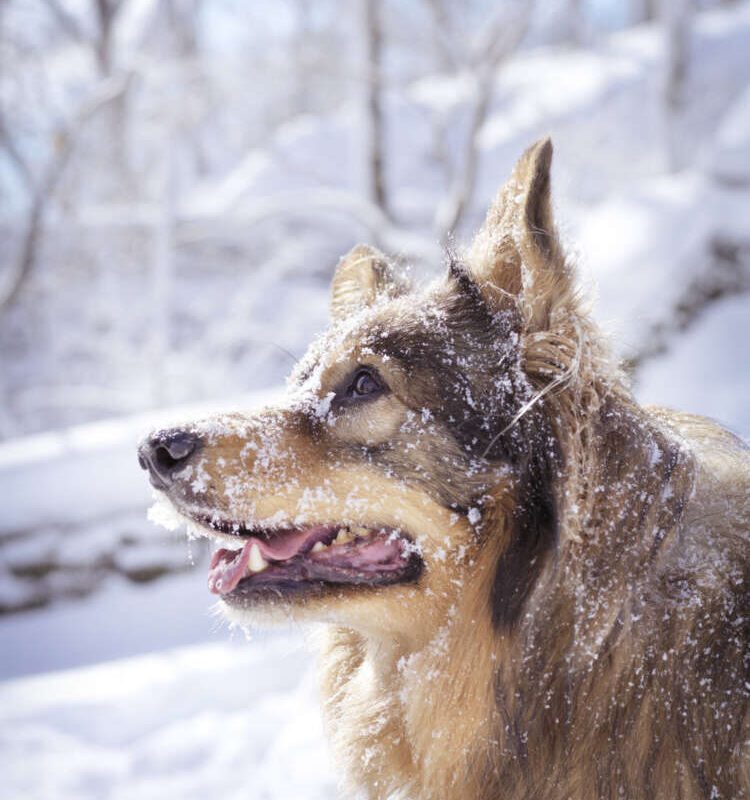A close-up of a dog with brown and tan fur, covered in snow, against a snowy forest background.