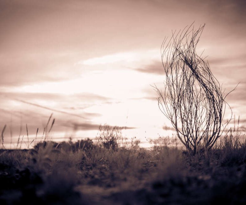 A dry bush stands alone in a desolate, sepia-toned desert landscape under a cloudy sky.