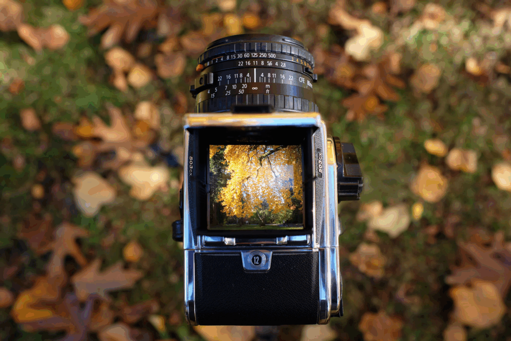 A vintage camera showing a viewfinder image of autumn leaves on a tree, with fallen leaves scattered on the ground in the background.